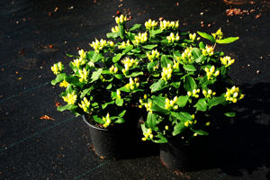 Obraz Hypericum